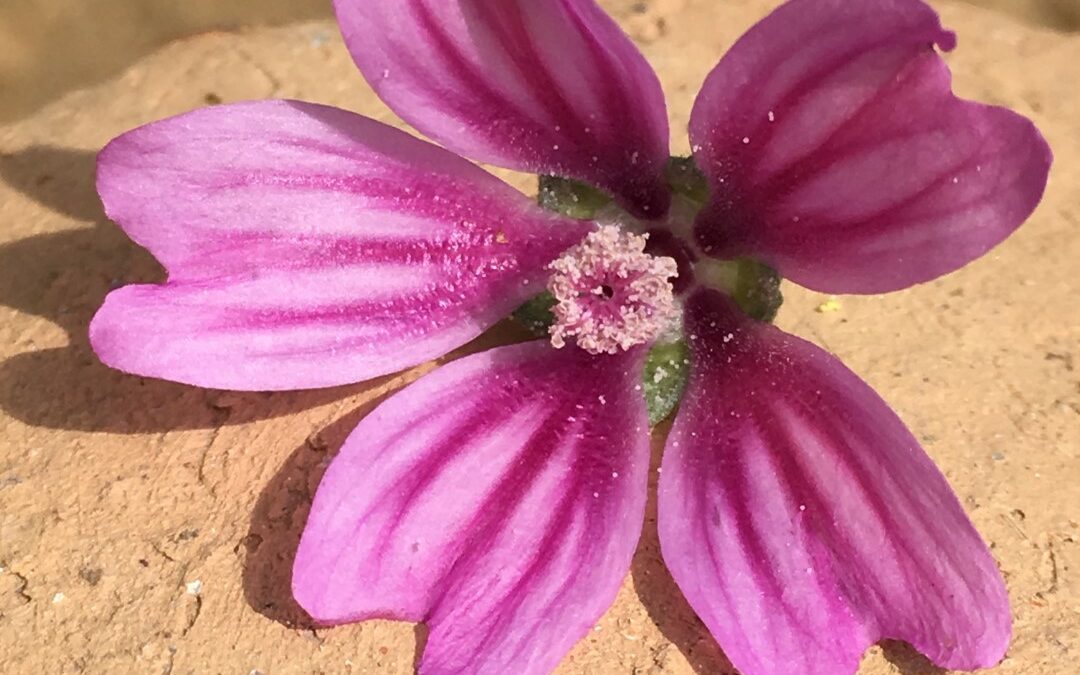 Voyage au cœur de la mauve