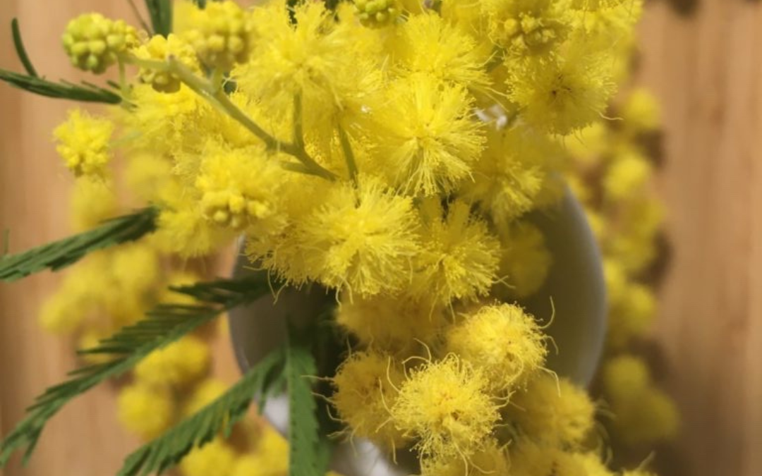 Mimosa