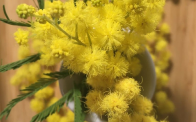 Voyage au cœur des plantes: le mimosa